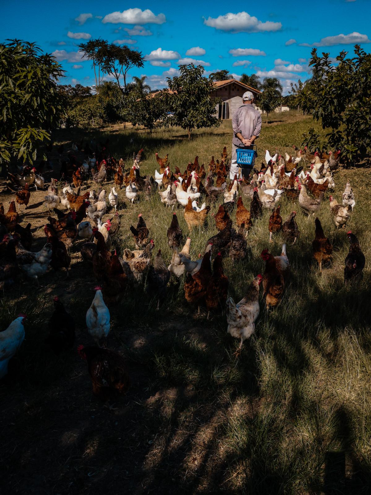 Agro and Covid-19 - As galinhas seguem Marco, um produtor brasileiro de ovos...