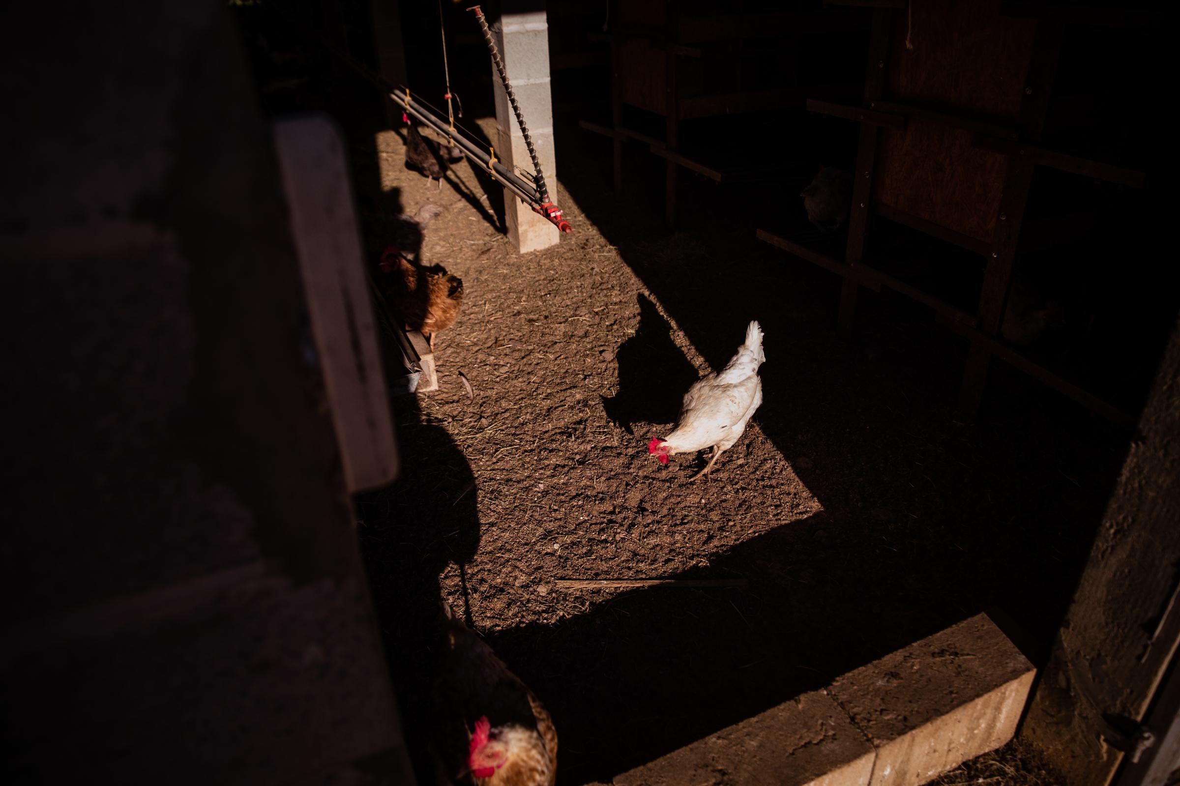 Life of a chicken farm during the Covid-19 pandemic in Brazil - Galinhas pastando dentro do galinheiro  em uma pequena...