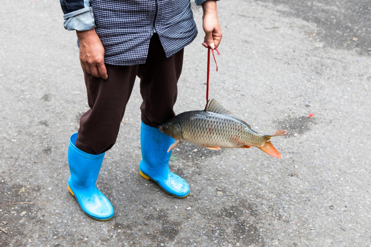 Image from Singles - A fishmonger carries a fish in Hanoi, Vietnam.