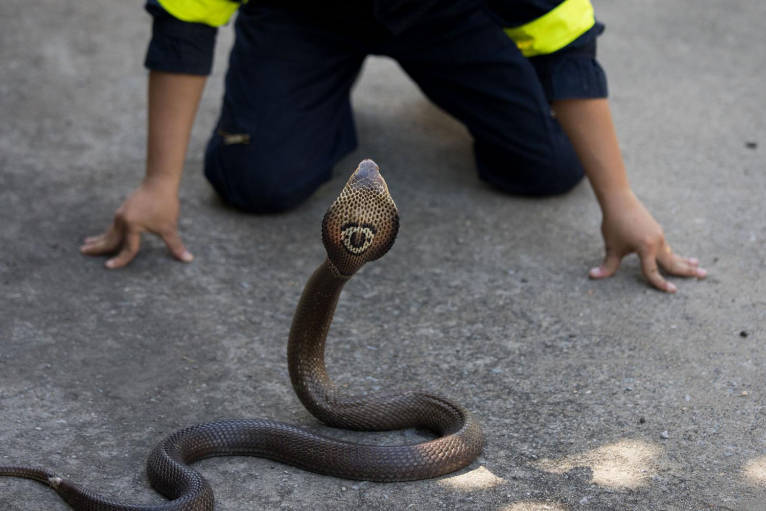 Singles - Firefighters capture Bangkok's snakes from homes...