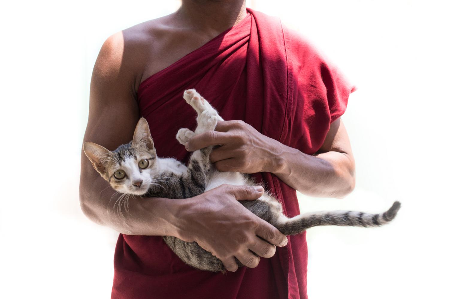 Image from Four Paws Rabies Campaign in Myanmar