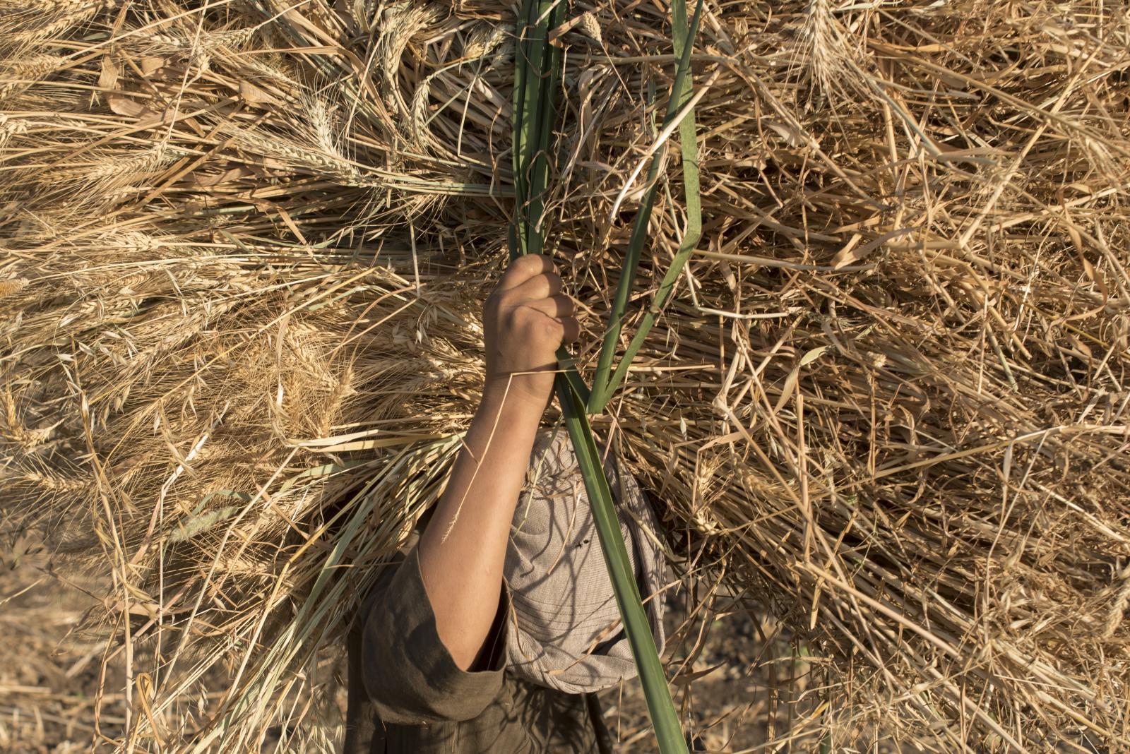 Wheat Harvest in Minya
