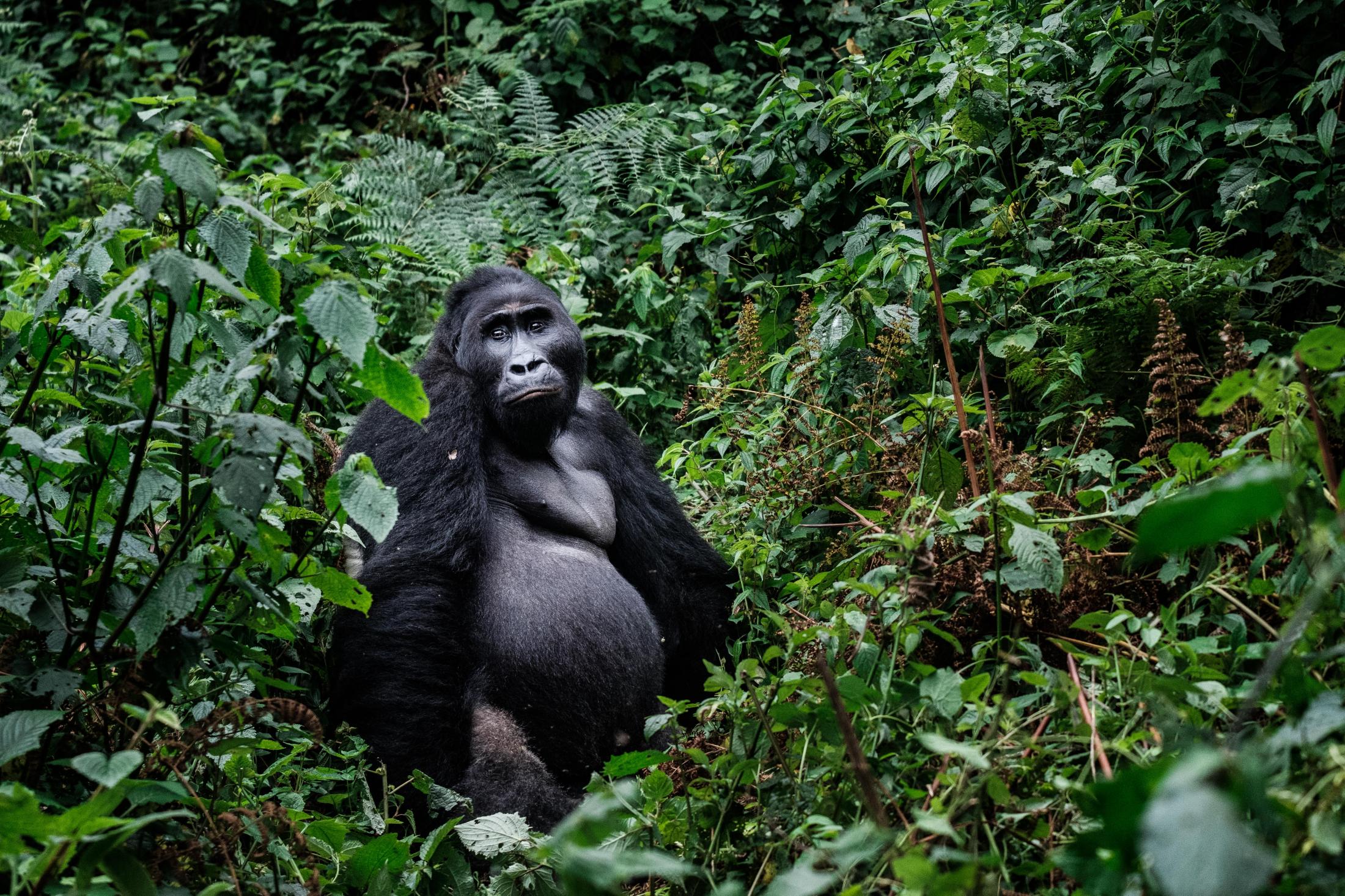 The lowland gorillas of Kahuzi-Biega