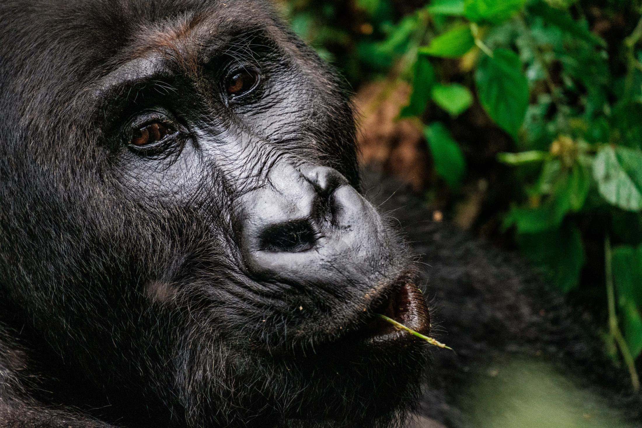 The lowland gorillas of Kahuzi-Biega