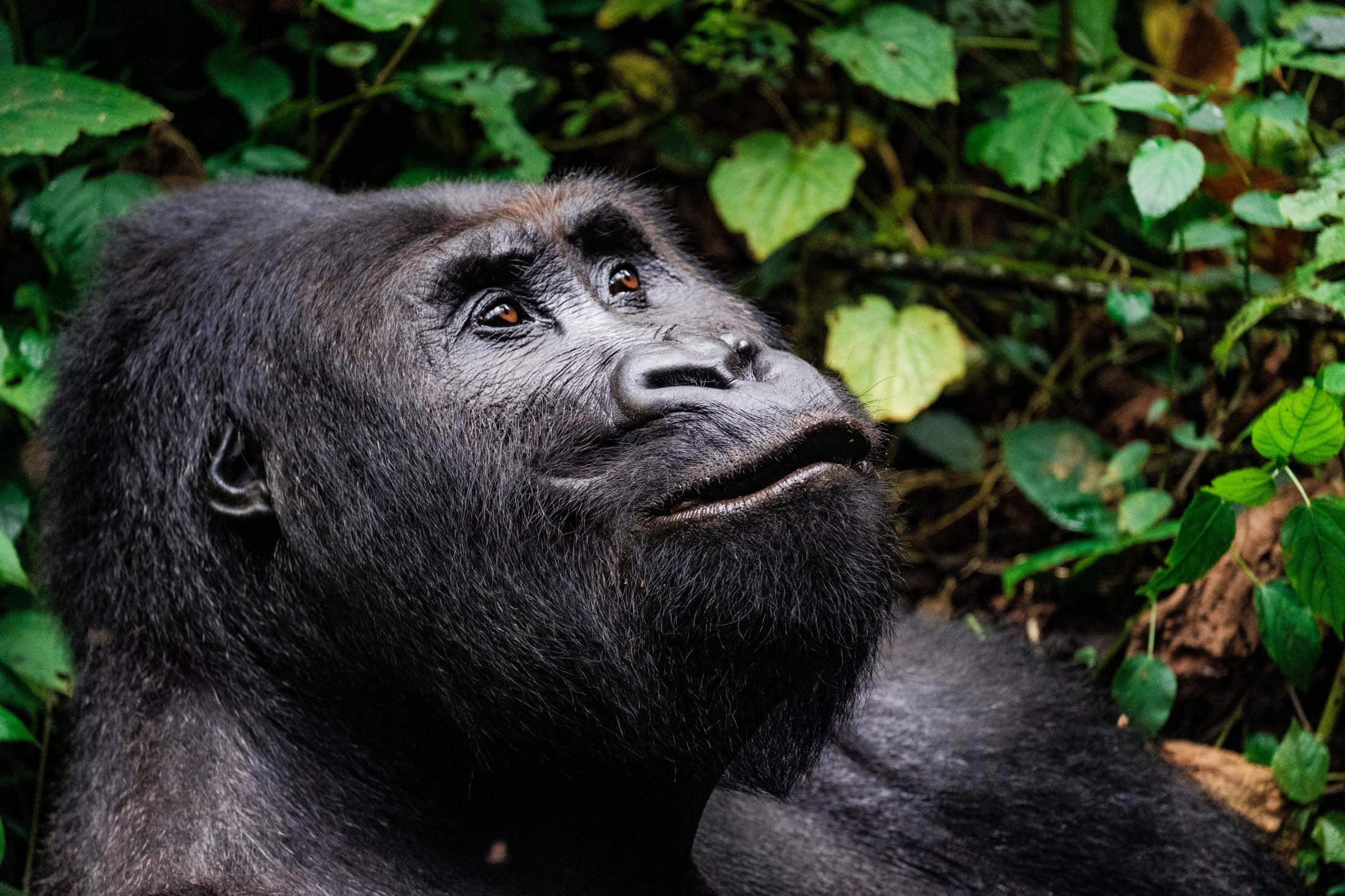 The lowland gorillas of Kahuzi-Biega