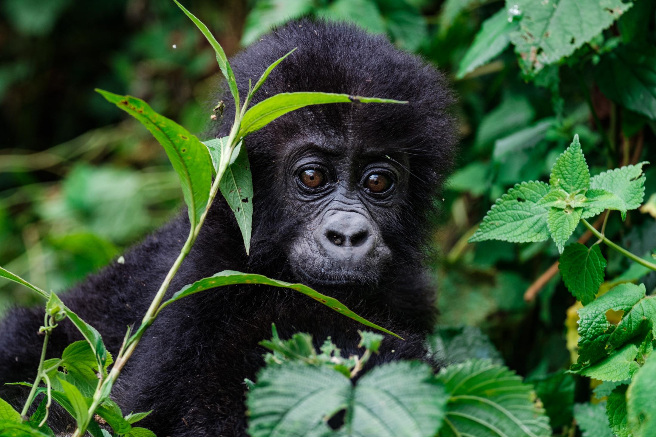 The lowland gorillas of Kahuzi-Biega