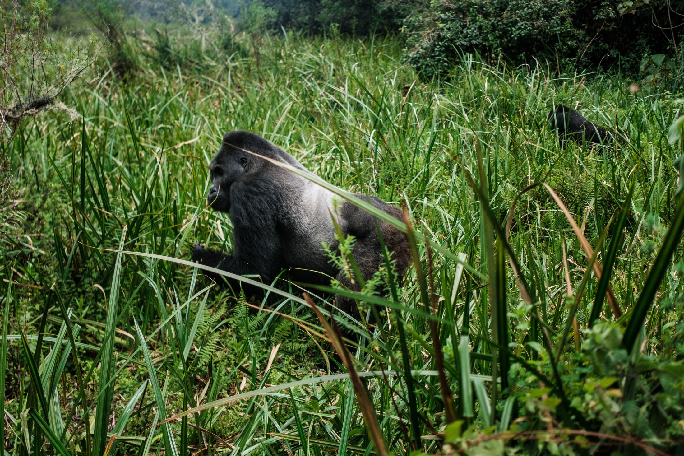 The lowland gorillas of Kahuzi-Biega