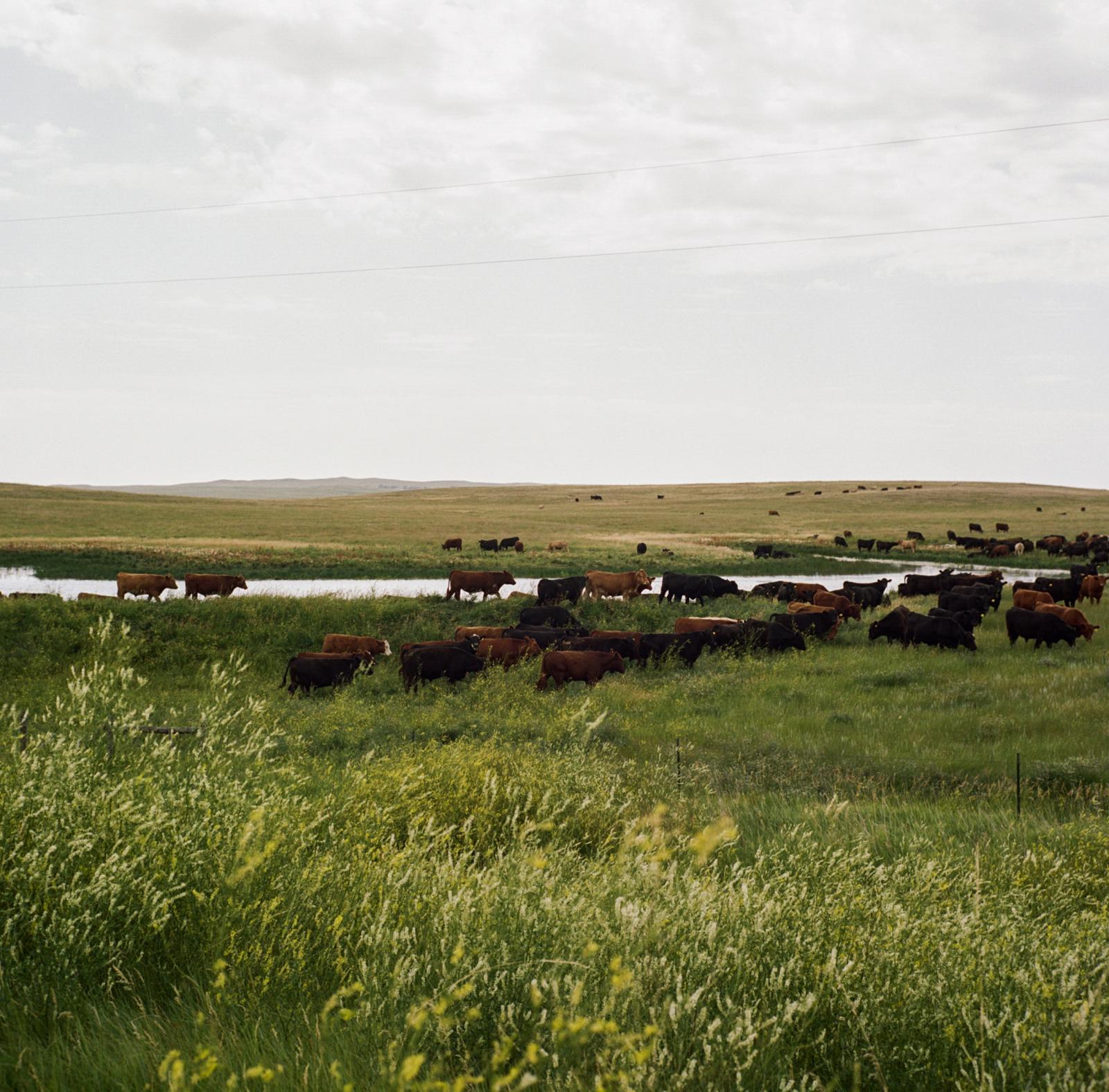 The Bakken oil shale's impact on Native American women - A herd of cows near the North Dakota-Montana state...