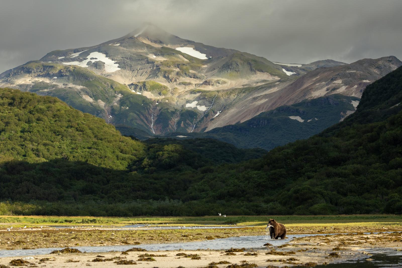 A brown bear fishes for salmon ...Katmai National Park.&nbsp;