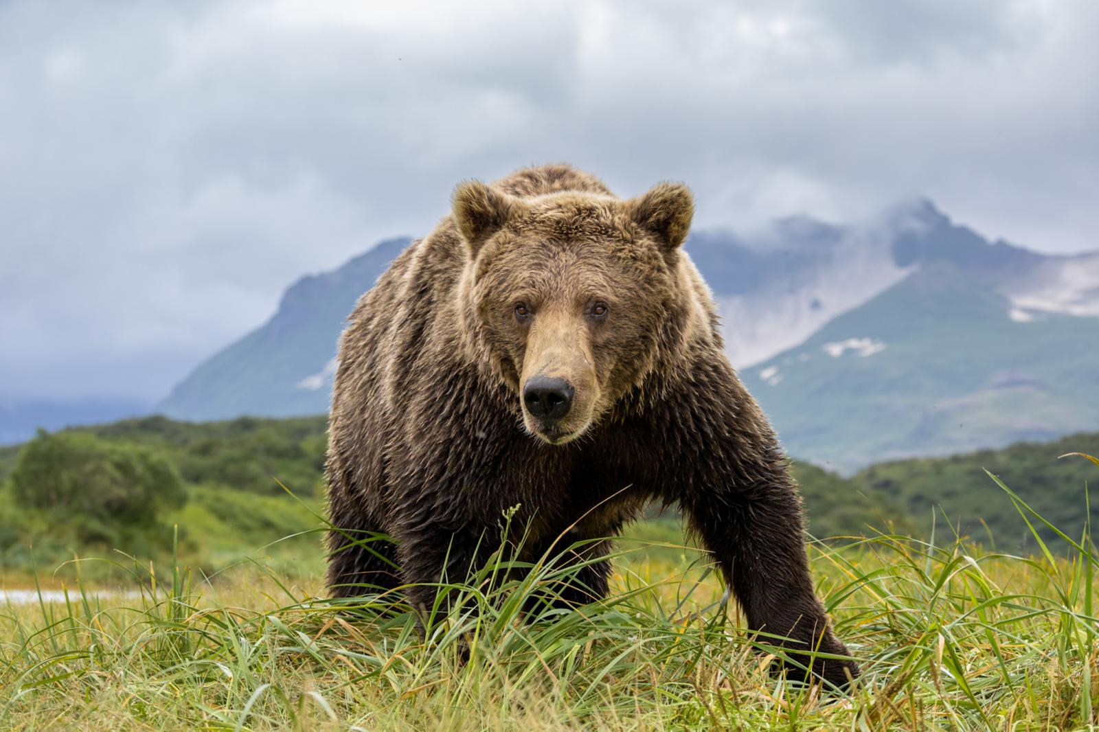 Near the mouth of a salmon-bear...Katmai National Park.&nbsp;