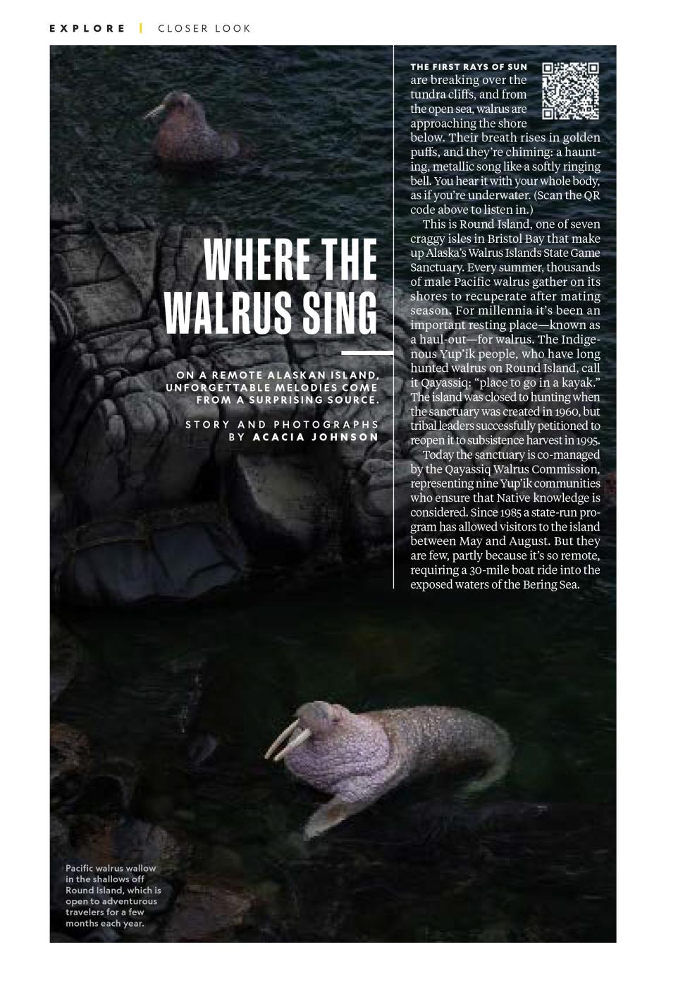 Where the Walruses Sing