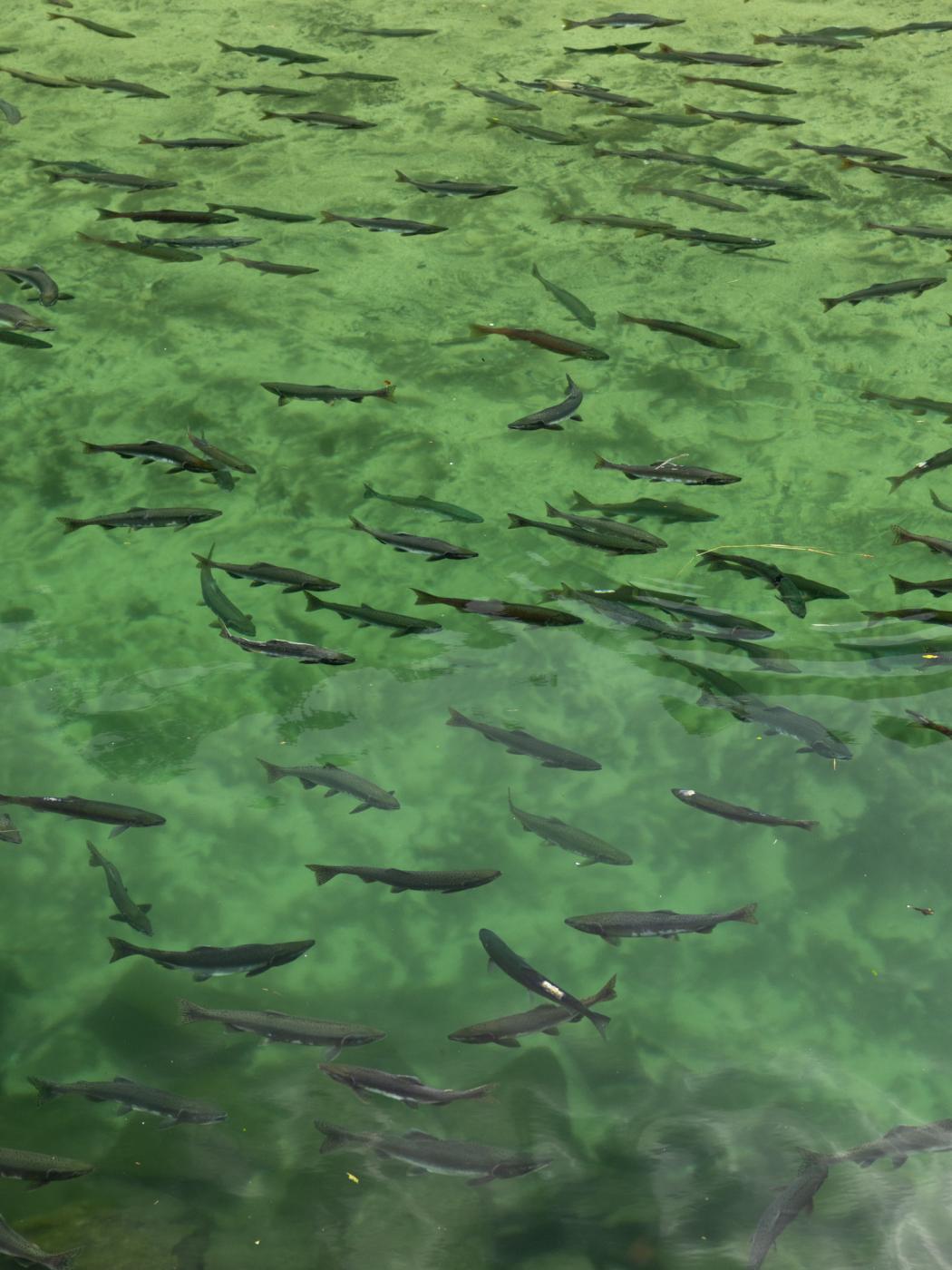 Pink salmon (Oncorhynchus gorbu...me habitat for brown hears. USA