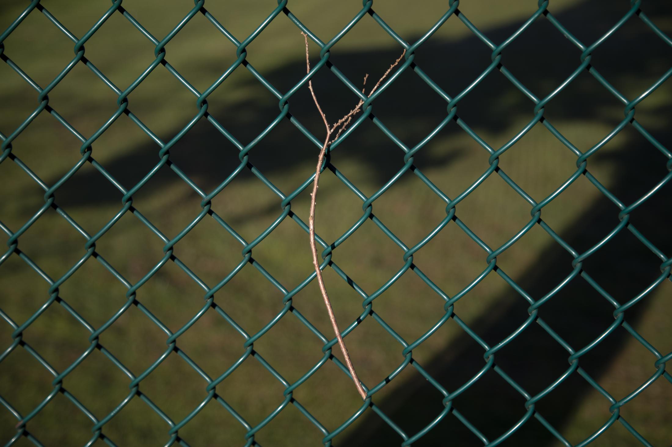 Until Further Notice - A branch hangs on a fence bordering a playing field at...