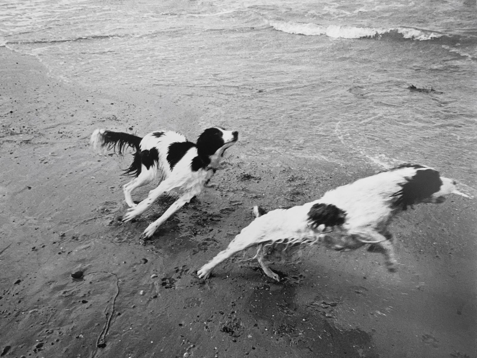 Dogs in Wales  | Buy this image