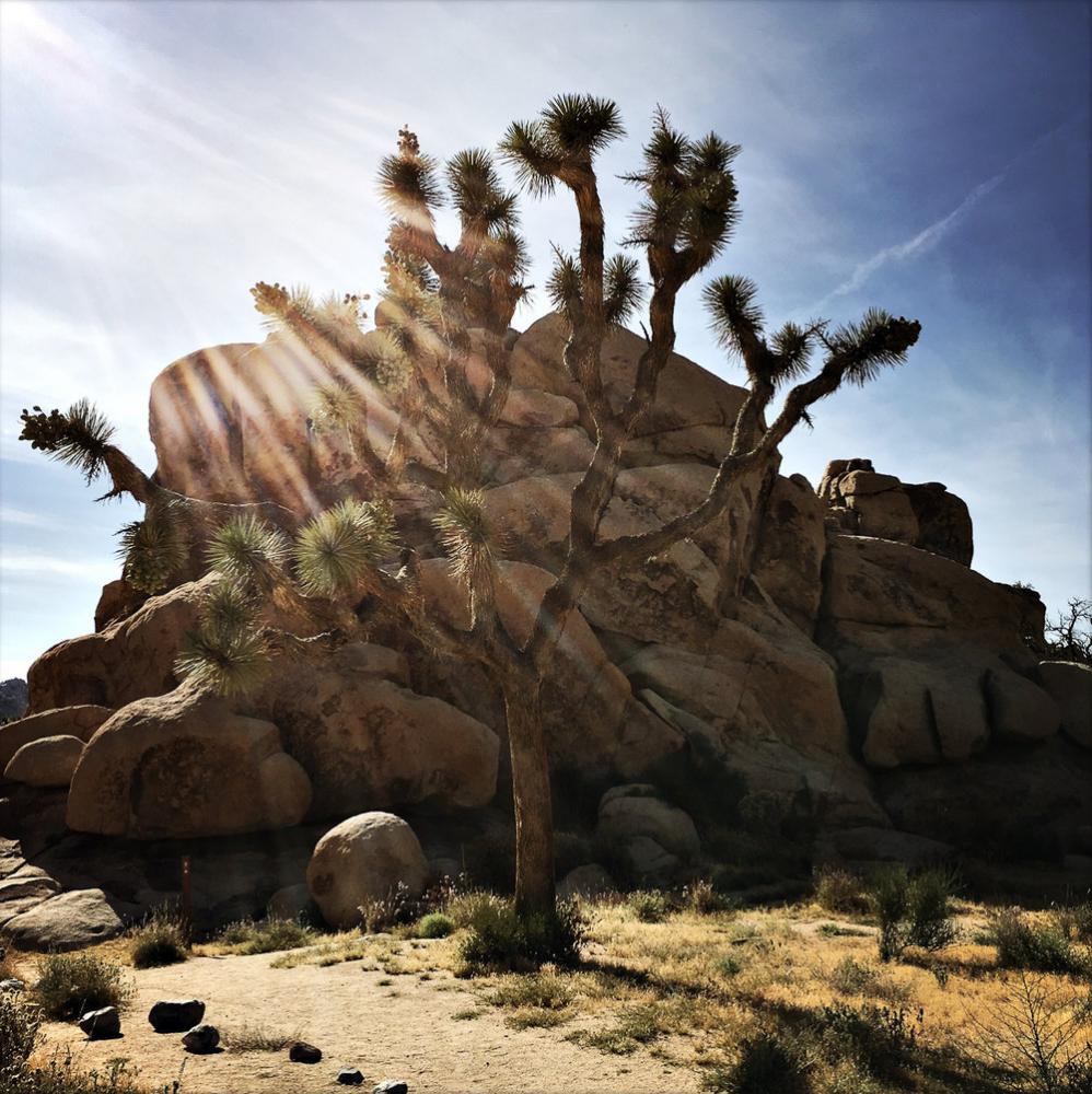 Image from IPhone  - Joshua Tree, California