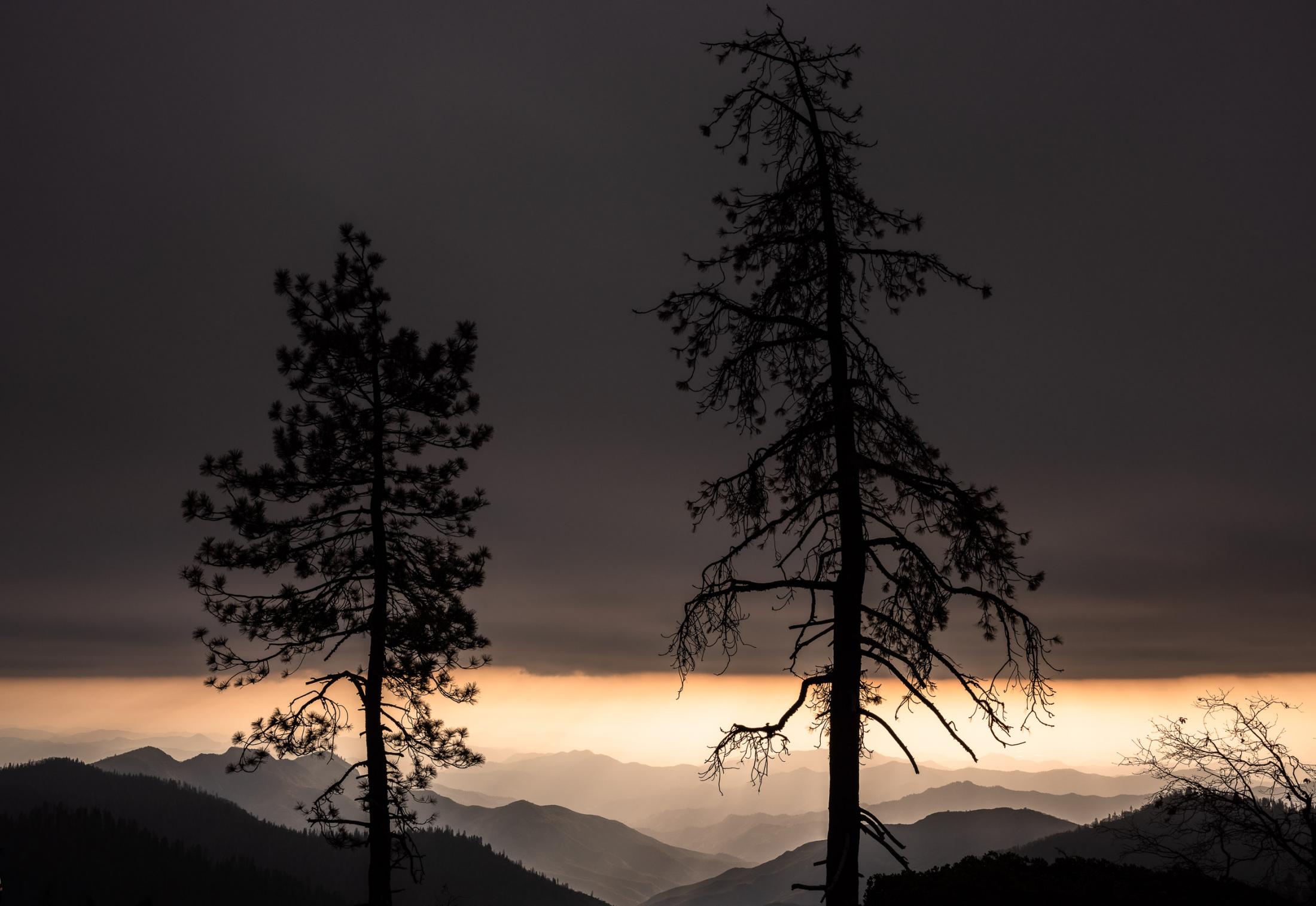 Earth Day Print Sale - 8. Sequoia and kinds canyon national park. Nov 2019