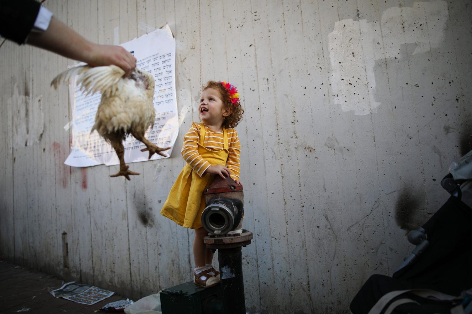Ultra-Orthodox Community - An ultra-Orthodox Jewish girl looks at a chicken during...