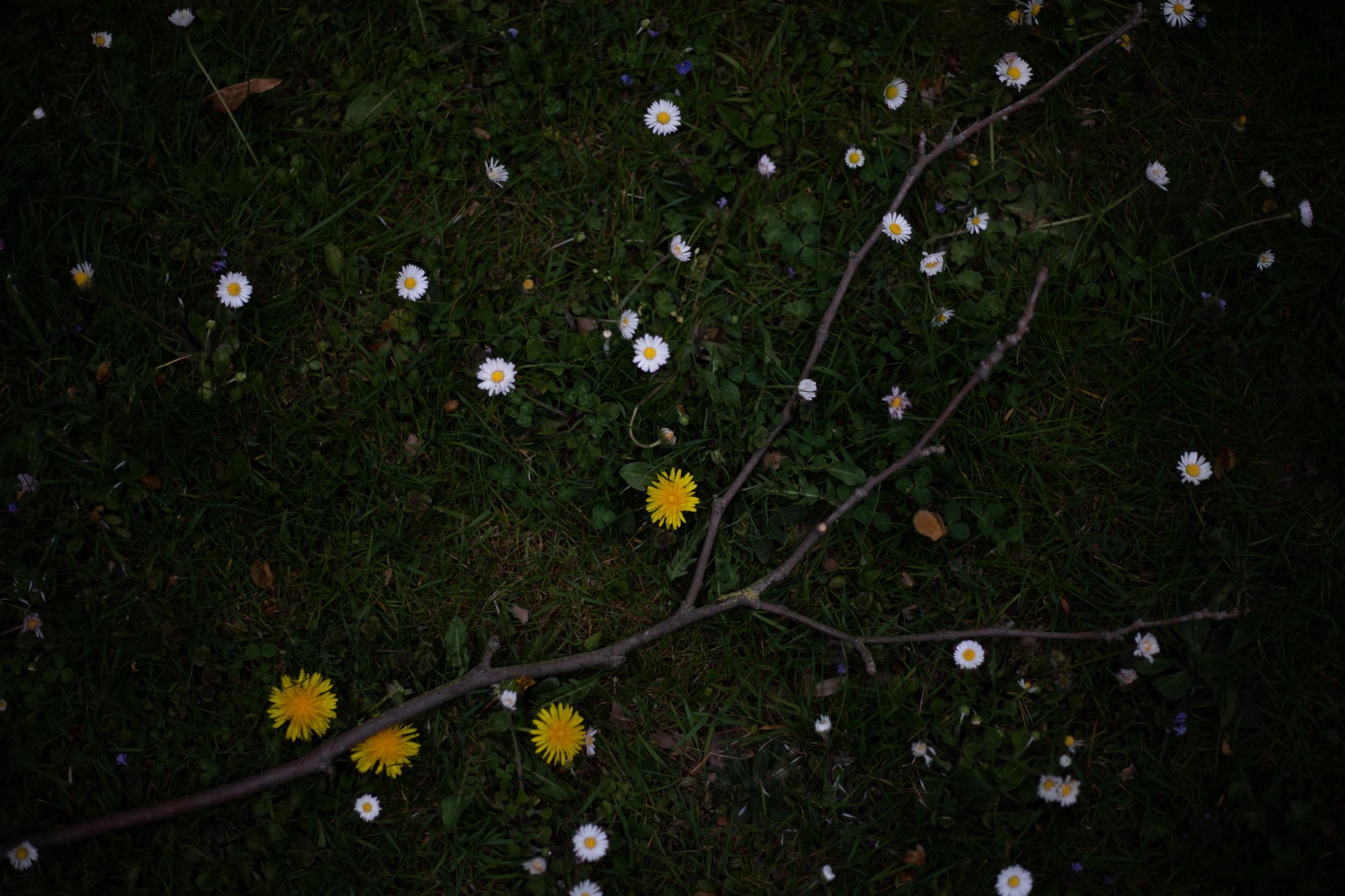 Wildflowers and branch