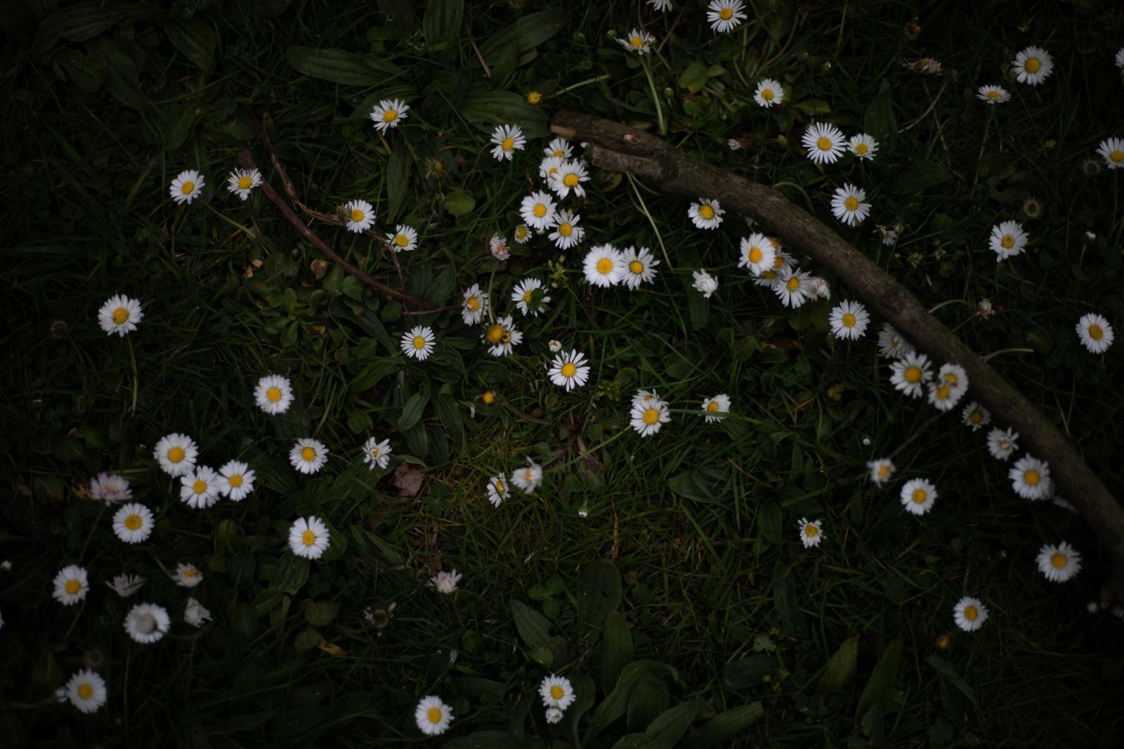 Daisies and branch