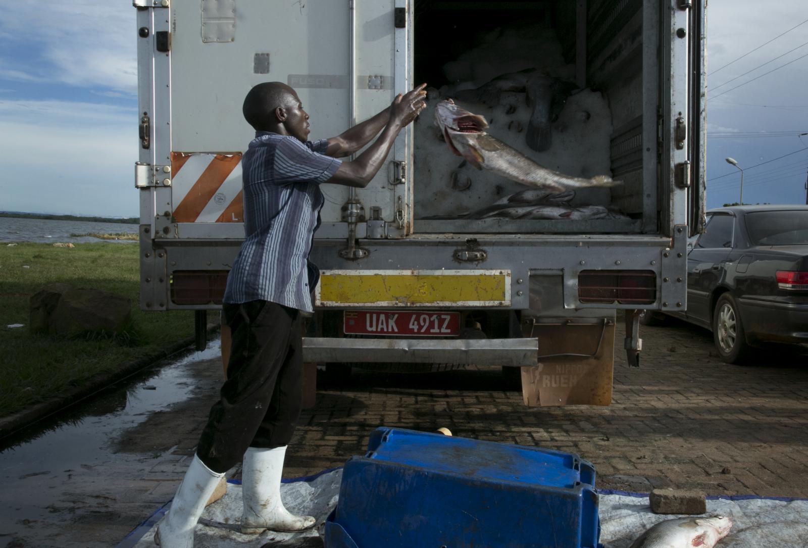 A worker loads a Nile perch int...they&#39;re shipped abroad.