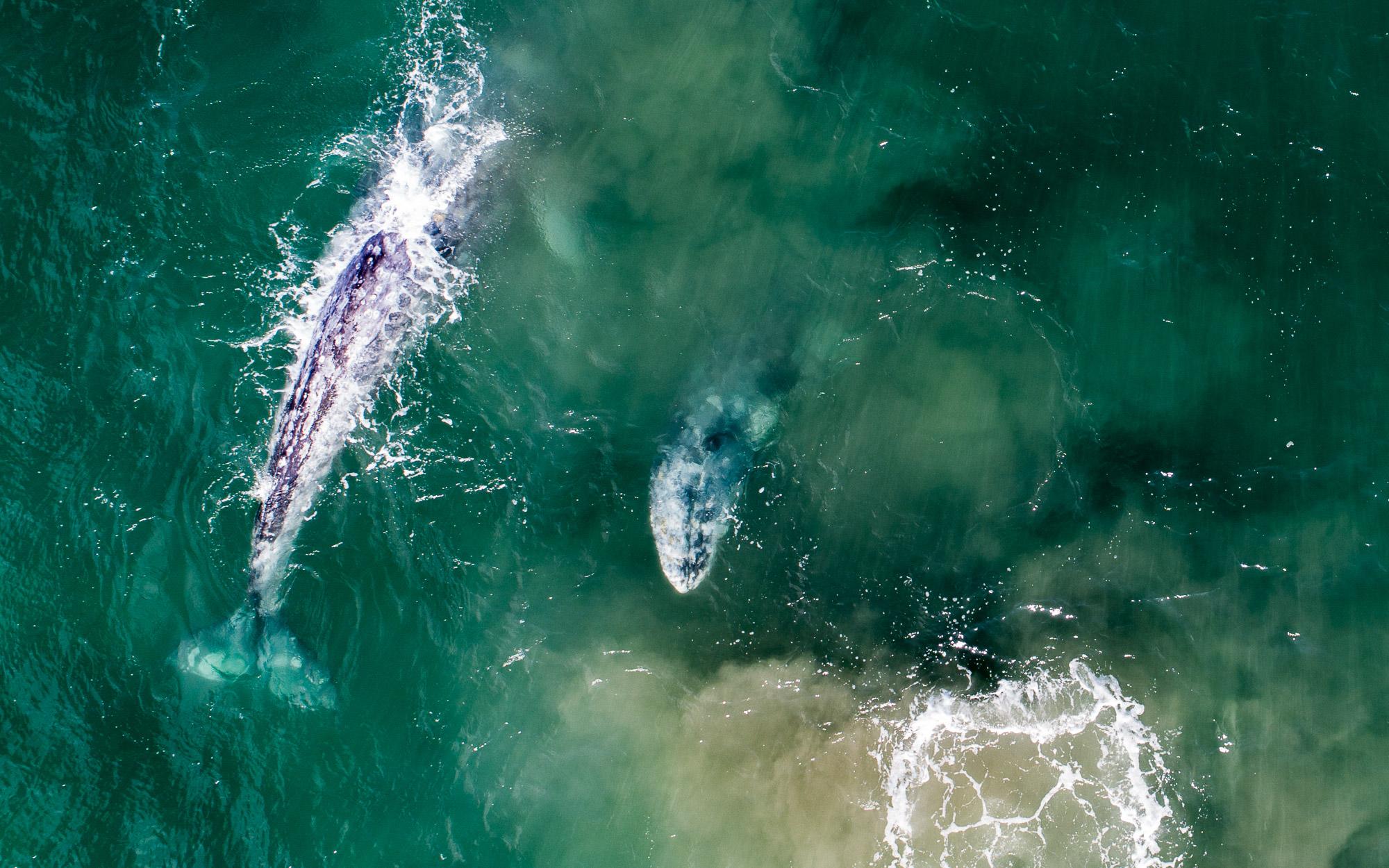 17. Gray Whale migration, March 2018