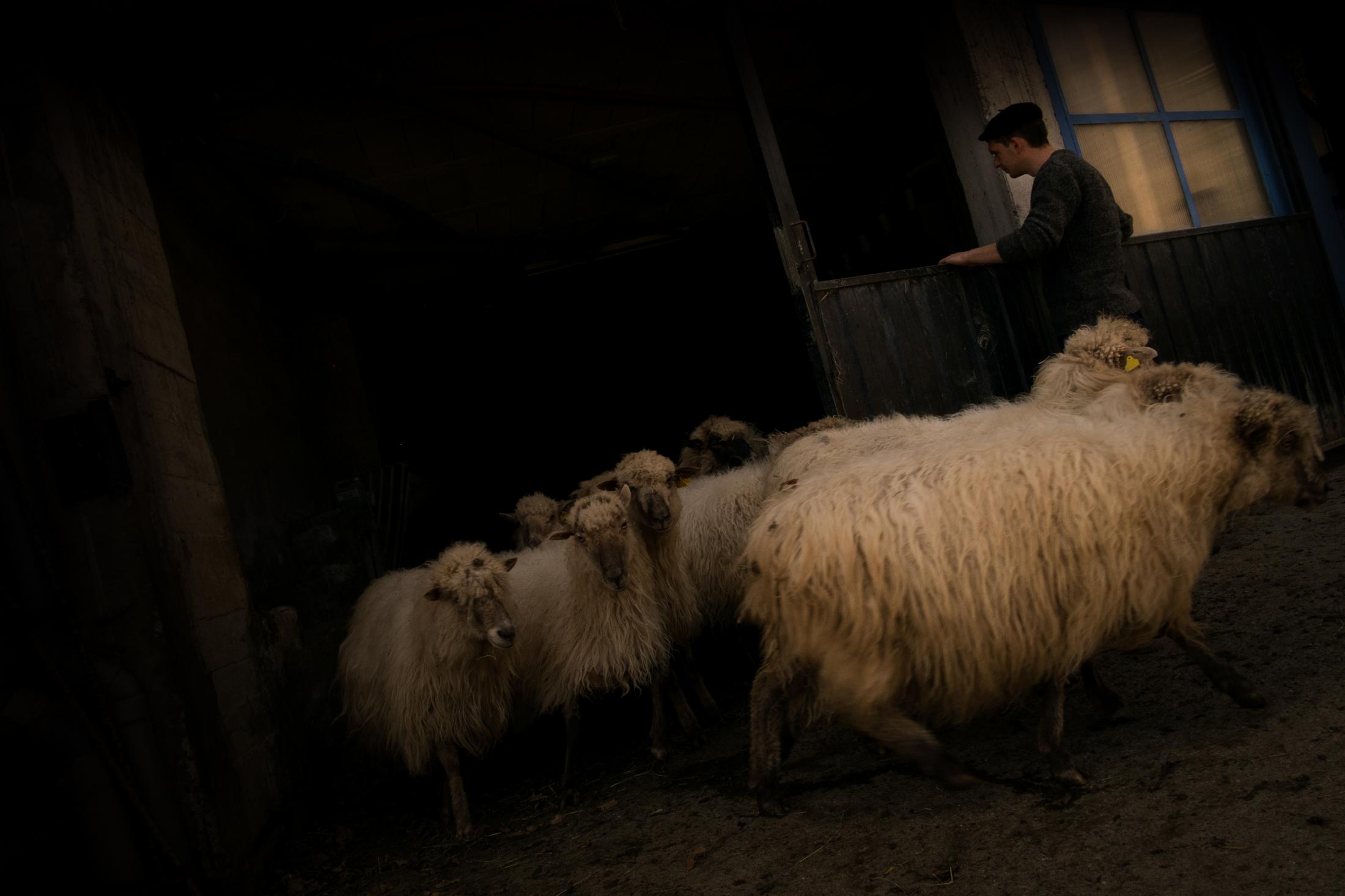 THE YOUNG BASQUE SHEPHERD -   Once the sheep are milked, they go back to the barn.  