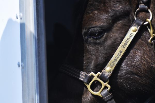 Chalupa Batman, a 10-year-old miniature horse, waits in his trailer to be shown off to the kids of the Wyndham Ridge neighborhood on Tuesday, March 31, 2020. The Columbia Equestrian Center collected donations of $5 to help keep the center running during the COVID19 pandemic.