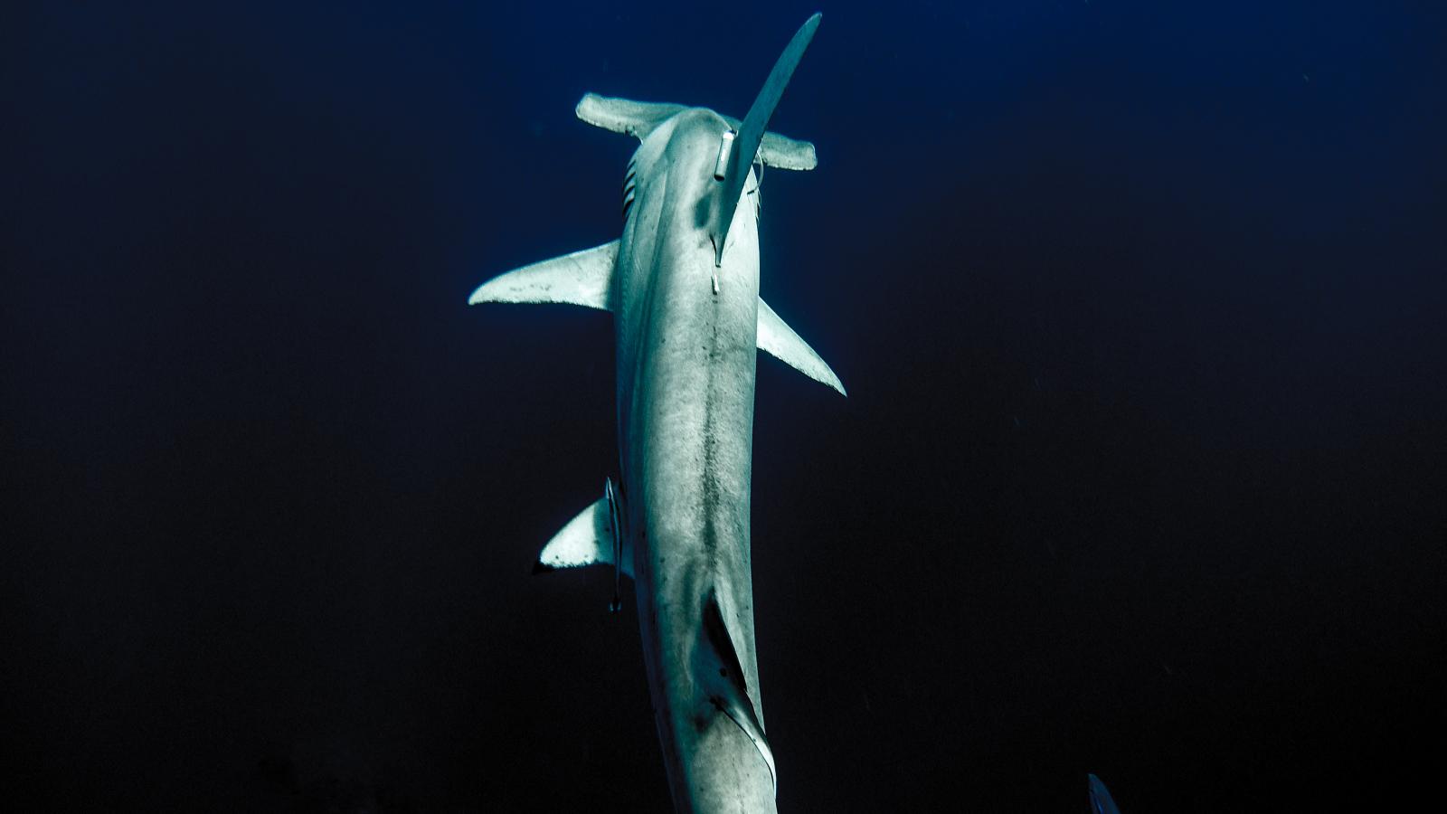 A great hammerhead shark swims ...tual-learning/tracking-sharks/ 