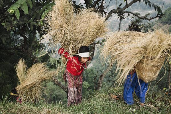 Image from NEPAL, FOREVEREST - Saramthali (2200 m), Rasuwa district. Children returning...