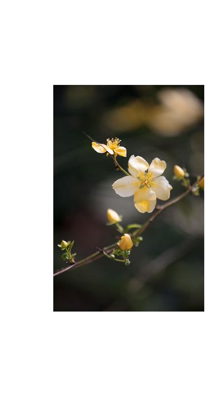 Miracle marigold bush (kerria japonica) March 27, 2020&nbsp; 