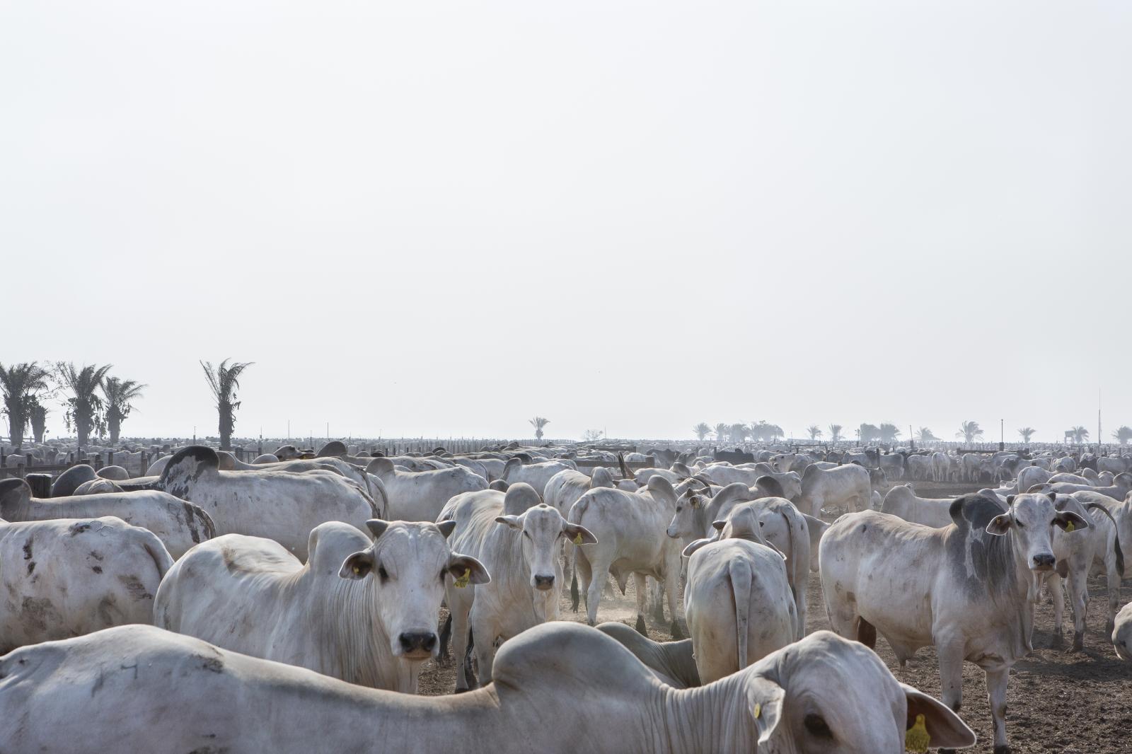 Holy Cow - Cattle feedlot. The confinement has been growing in the...