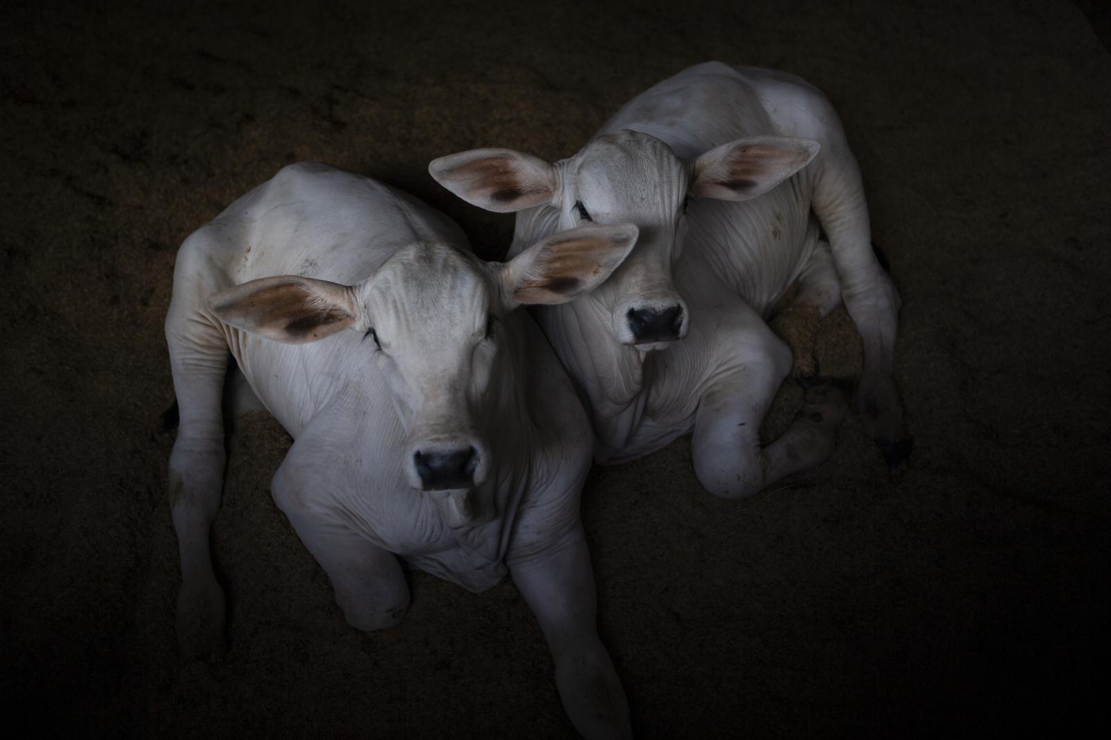 Holy Cow - Two cloned calves with only few months of life, laying...
