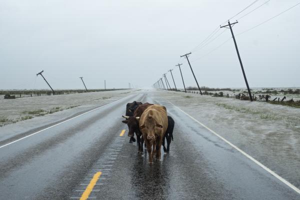 Image from Recent - Loose cows walk toward Fulton, Texas on a flooded road,...