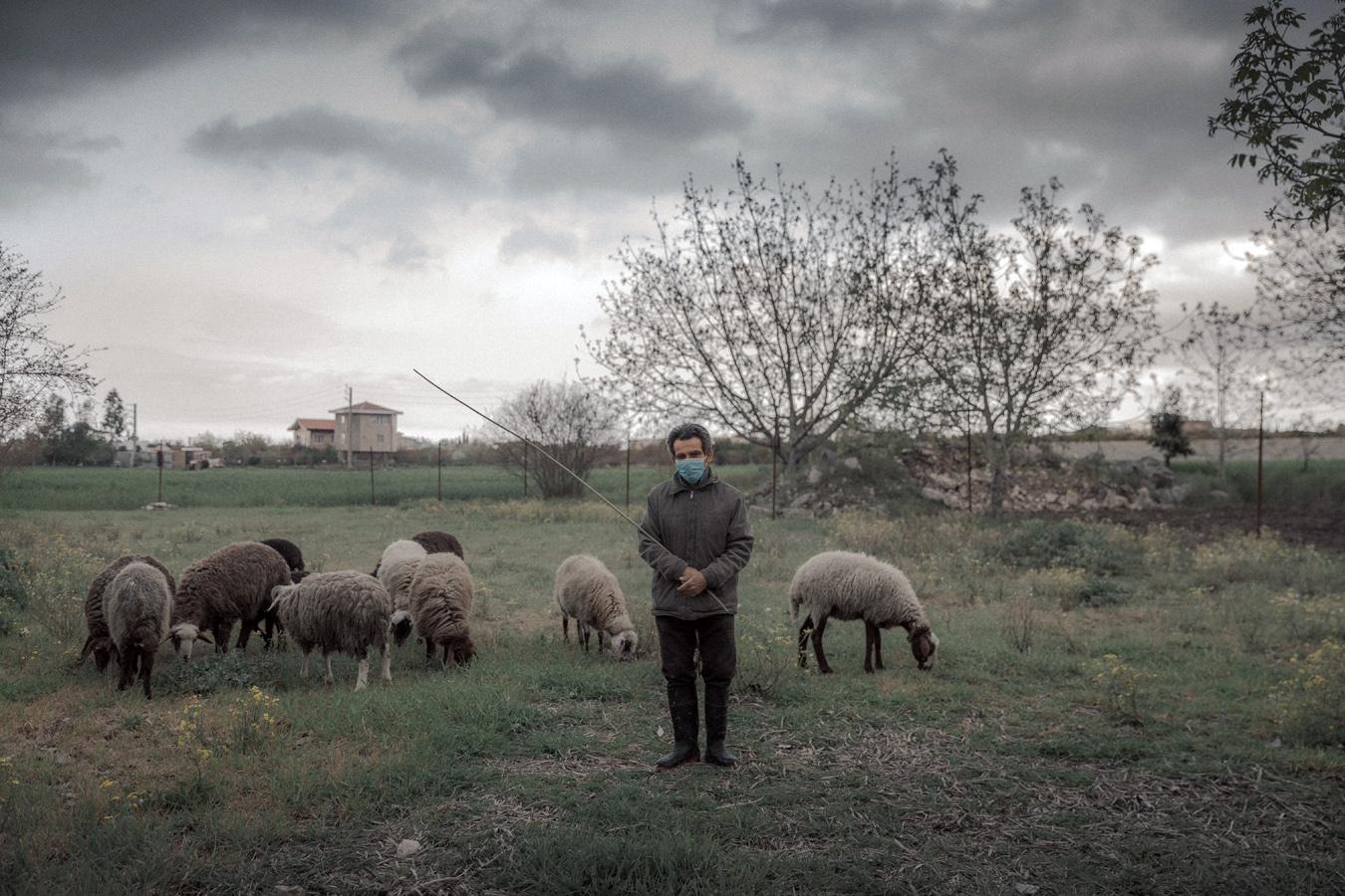  Iran-Mazandaran: The flock of ...Do you know anything about it? 