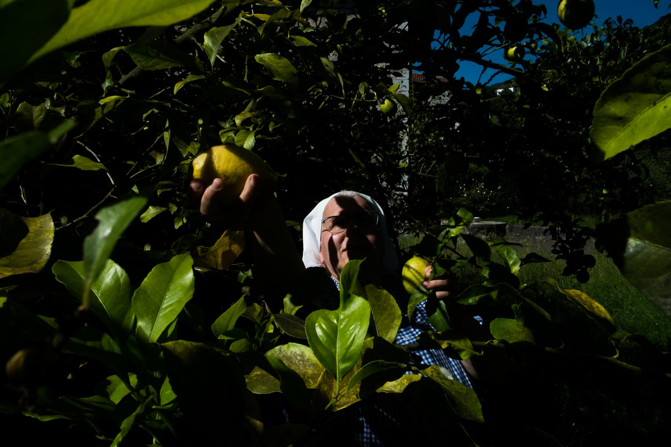 AN OASIS INSIDE THE PANDEMIC -   Sister María Cruz is also in charge of picking...