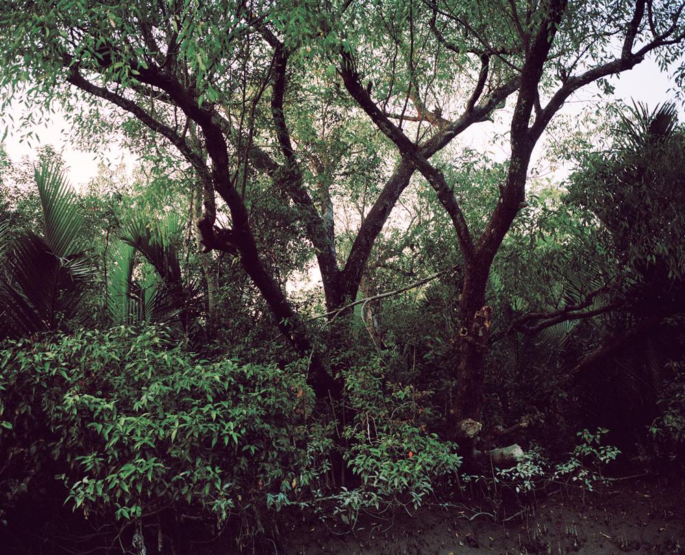 The Sundarban Forest - 