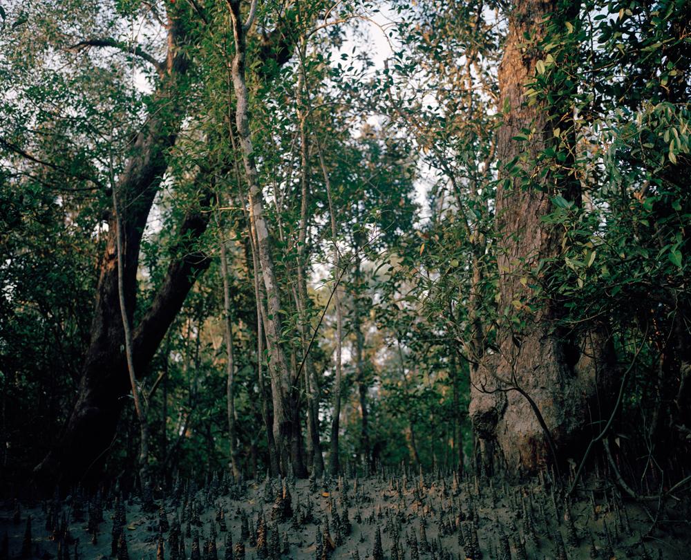 The Sundarban Forest - 