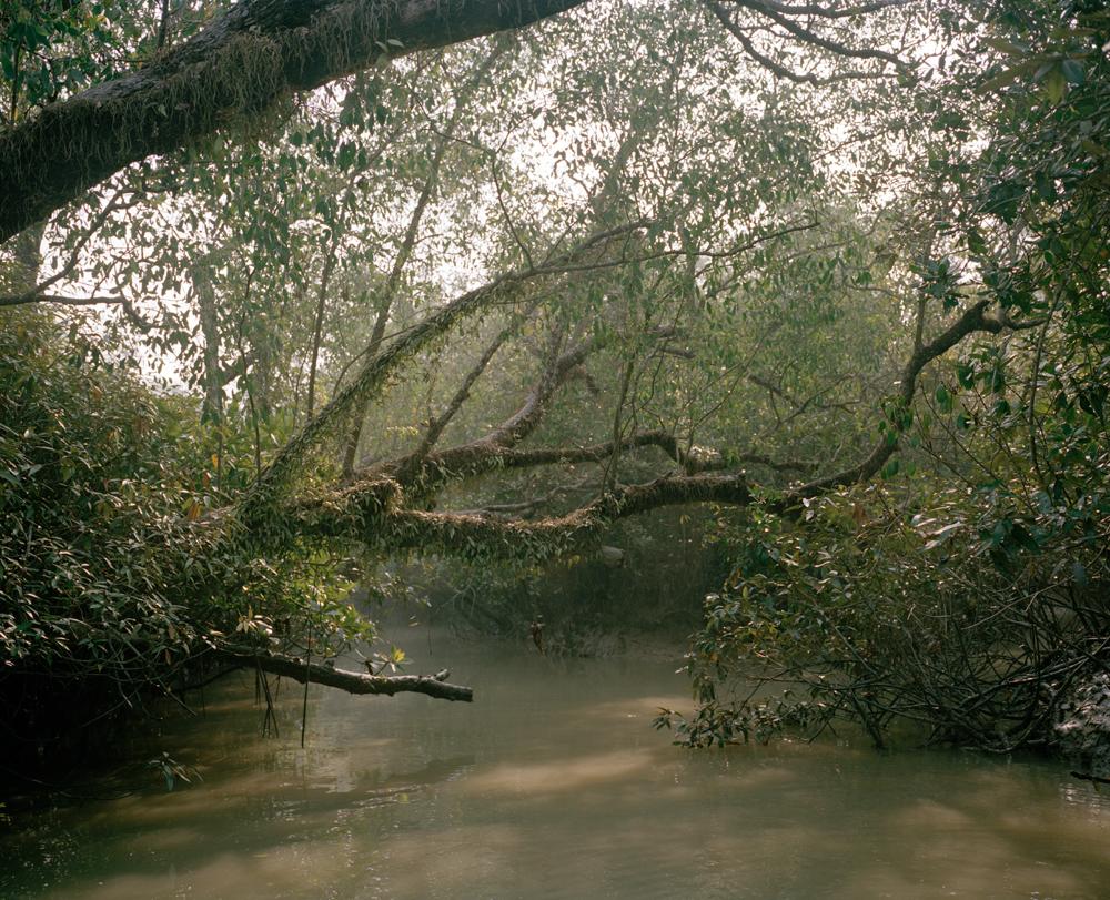 The Sundarban Forest Jongsung Paul Choe