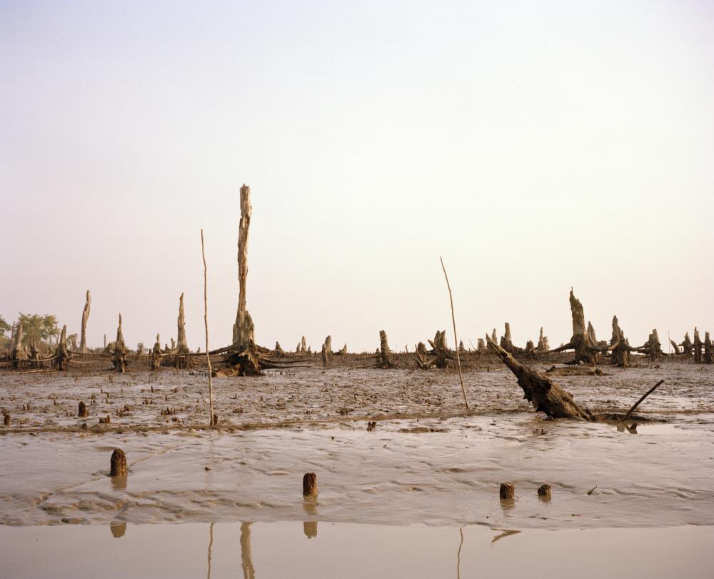 Sundarbans - 