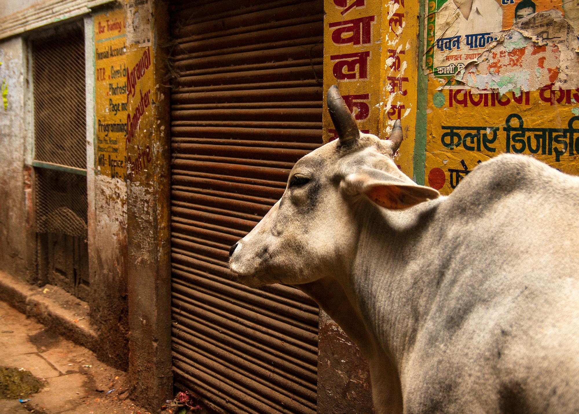 Story - Varanasi, India 2012