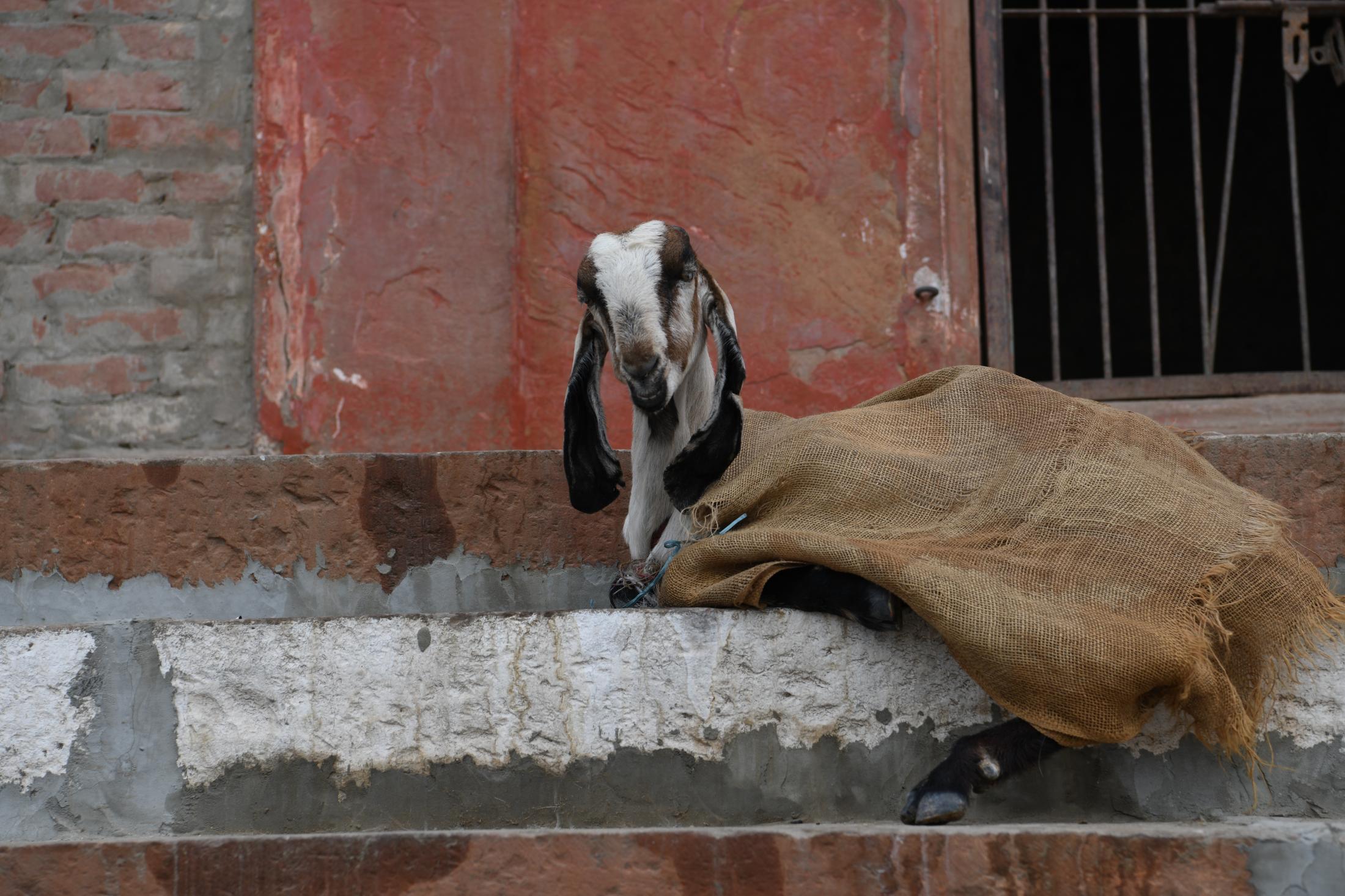 Life along the ghats of Varanasi