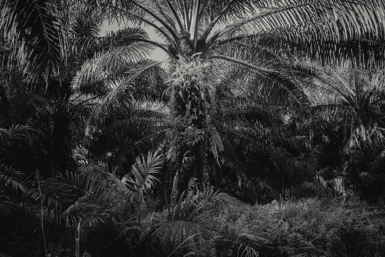  An Oil Palm Plantation in Borneo, Malaysia. 