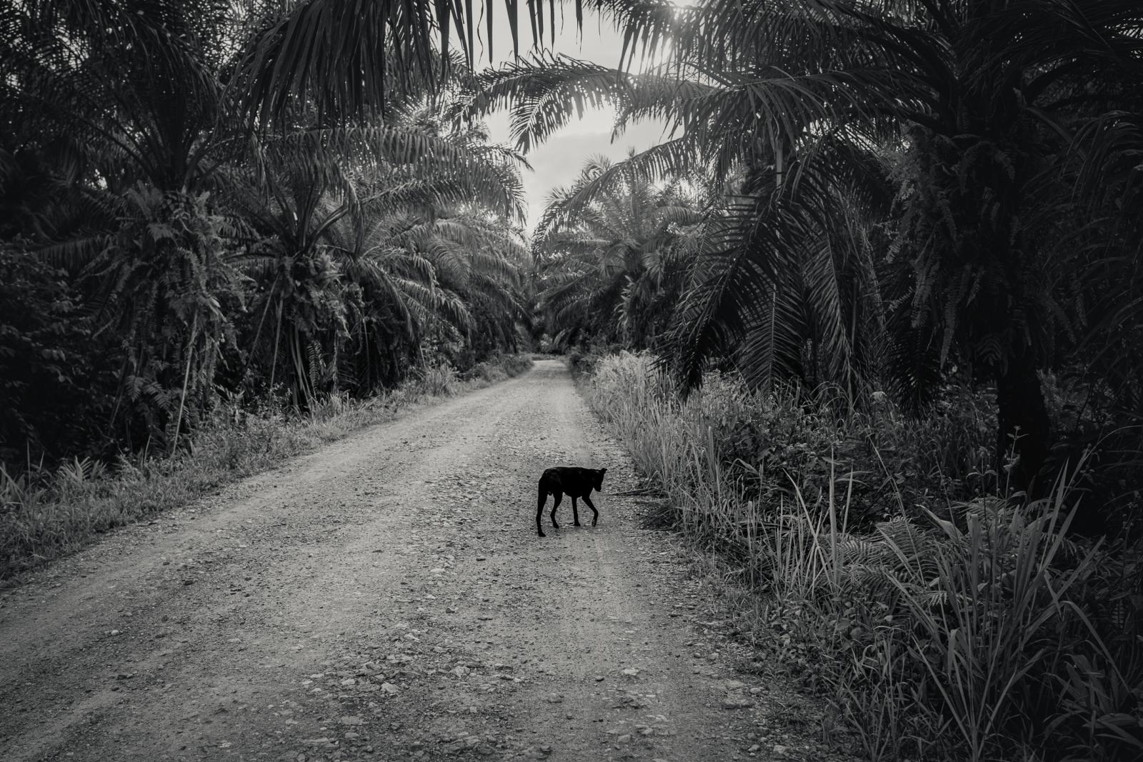  An Oil Palm Plantation in Borneo, Malaysia. 
