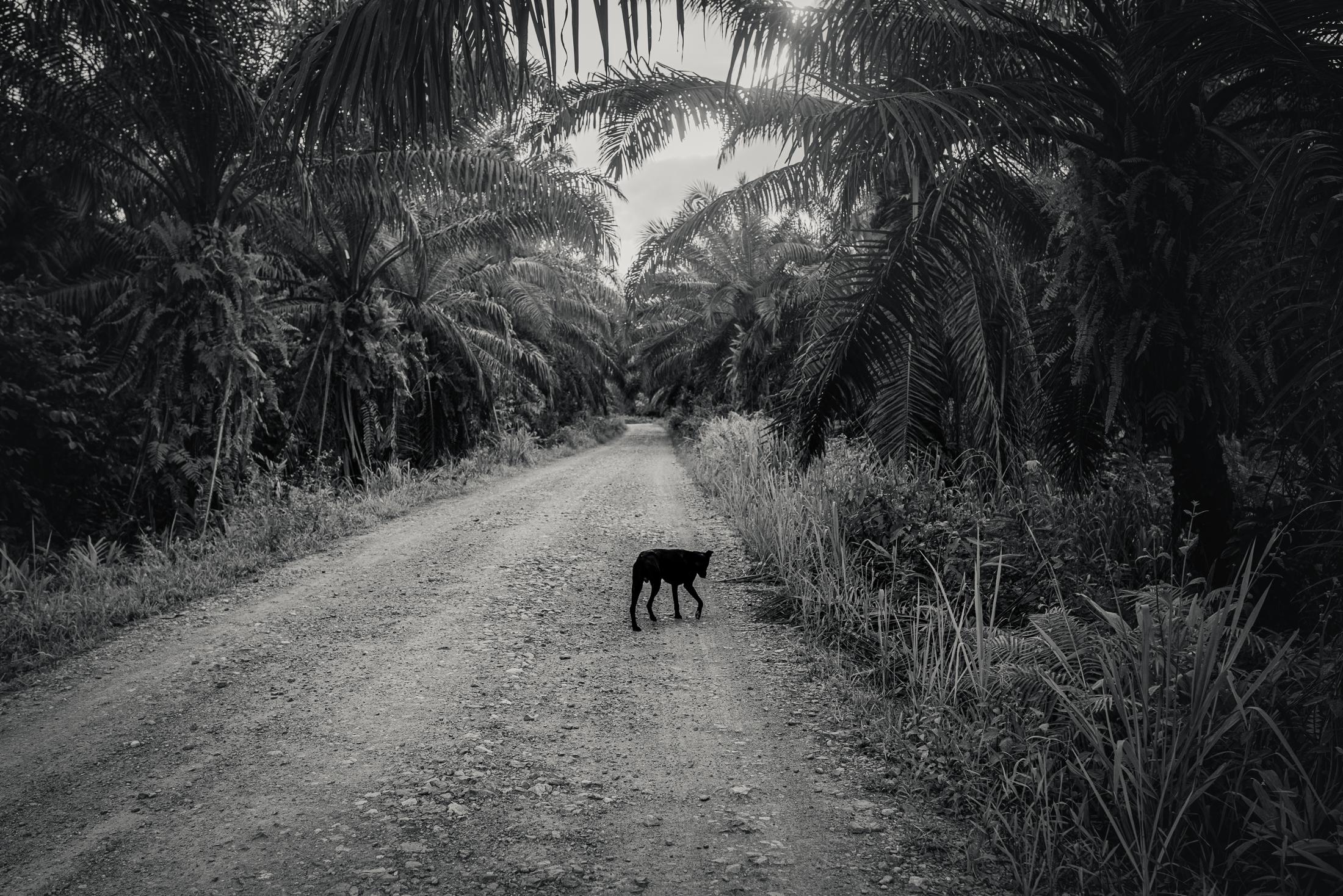 Indigenous Land Rights in Sarawak -  An Oil Palm Plantation in Borneo, Malaysia.          