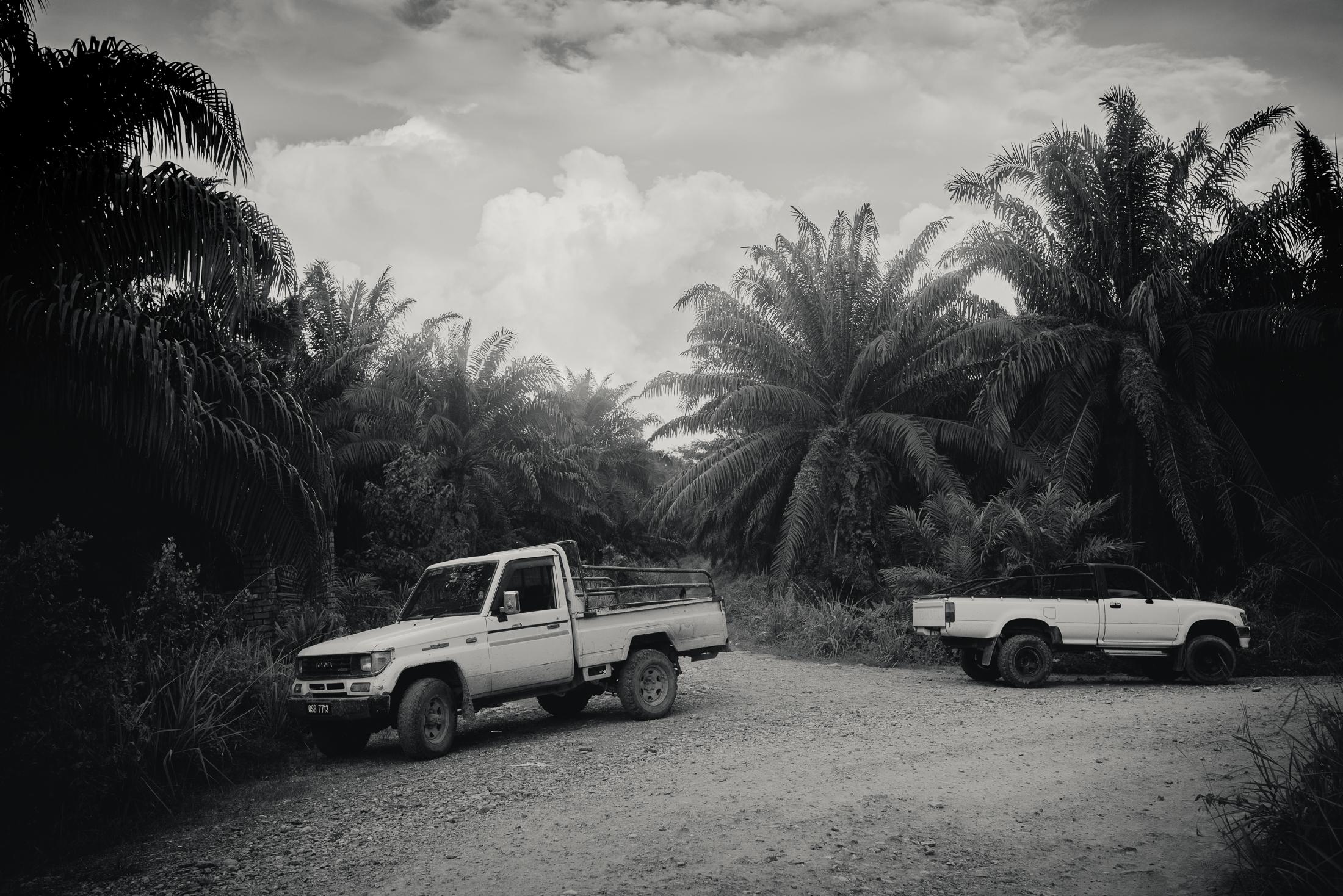 Indigenous Land Rights in Sarawak -  An Oil Palm Plantation in Borneo, Malaysia.       