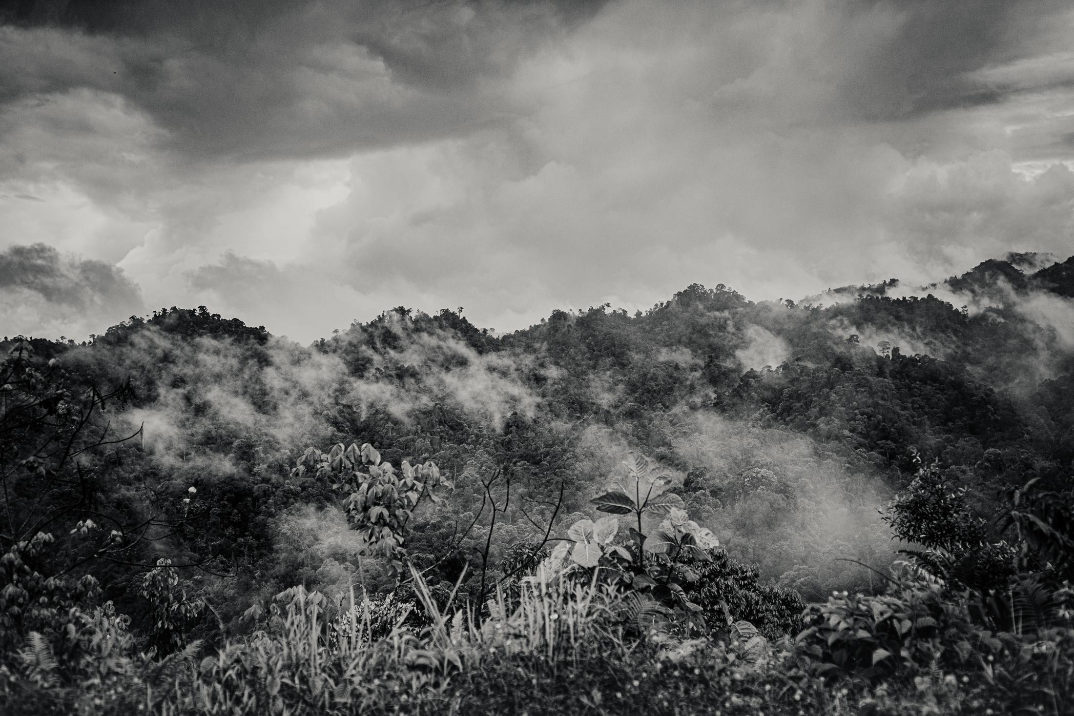 Indigenous Land Rights in Sarawak -  Along a logging road throuugh the jungles of Borneo,...