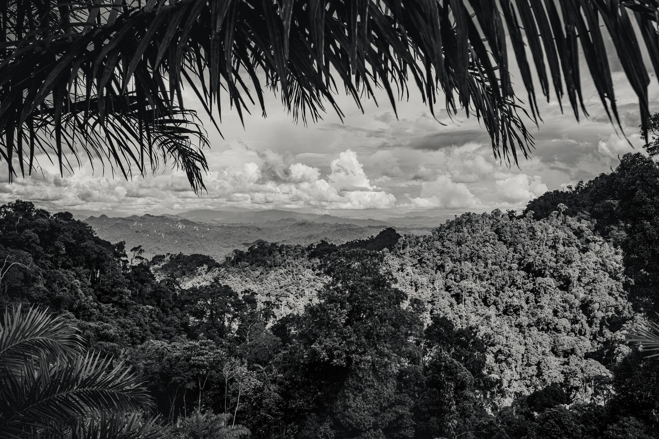 Indigenous Land Rights in Sarawak -  The Jungles of Borneo, Malaysia. 