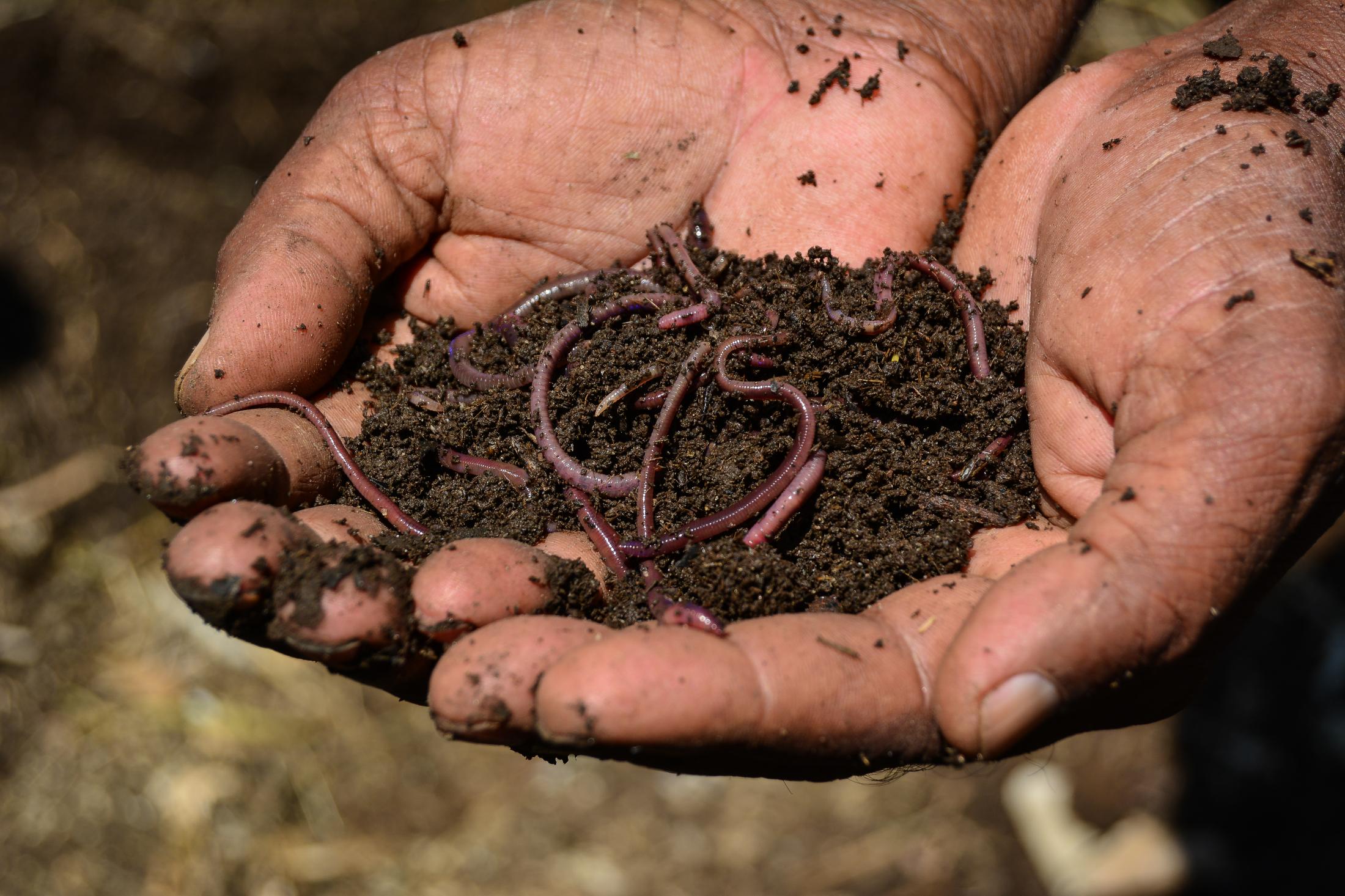 All these farmers use natural compost and have adopted vermiculture. None of them use chemicals