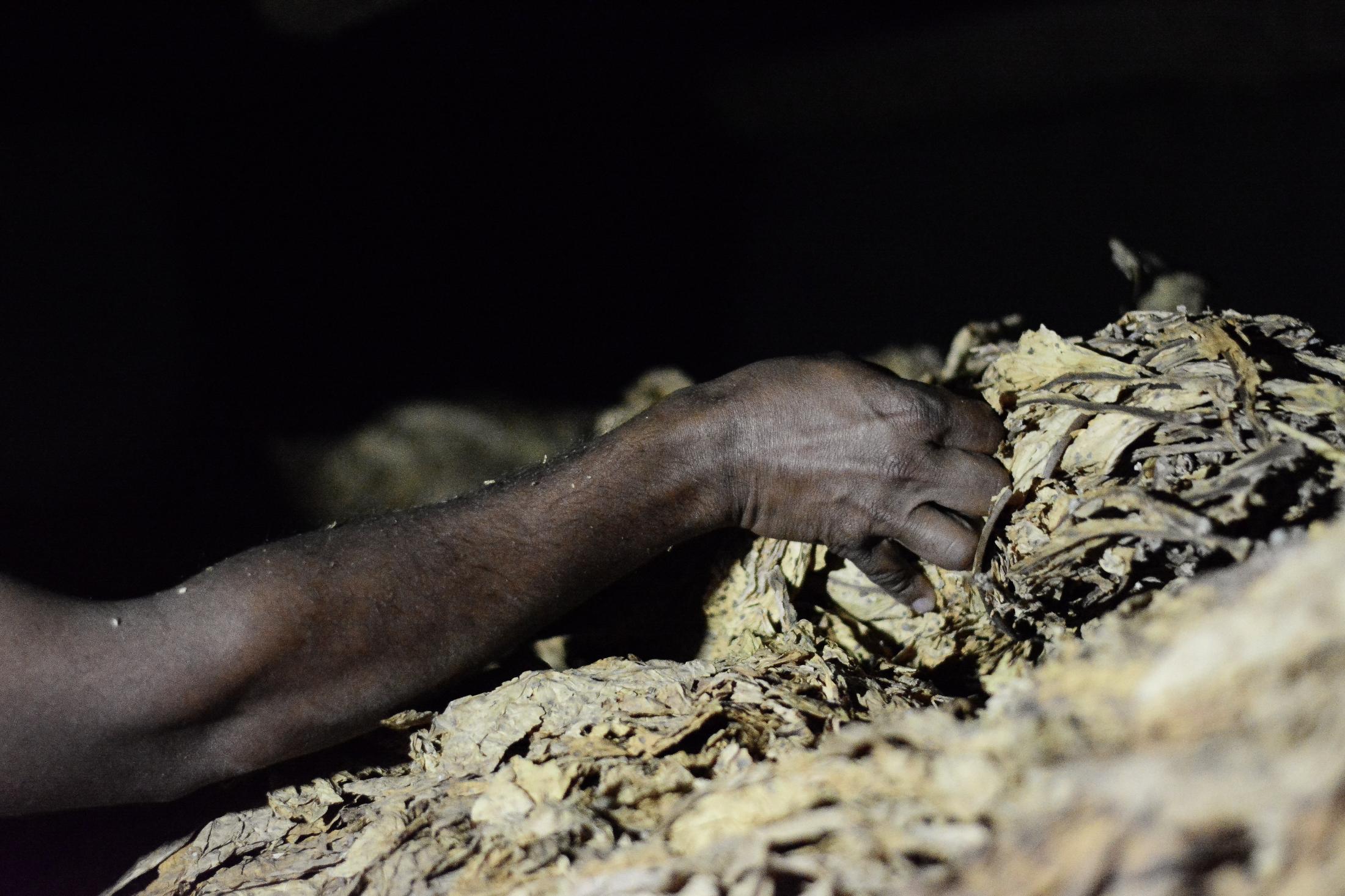 Puttaswamy continues to grow tobacco and has five varieties. Each variety is a different grade and is priced accordingly.