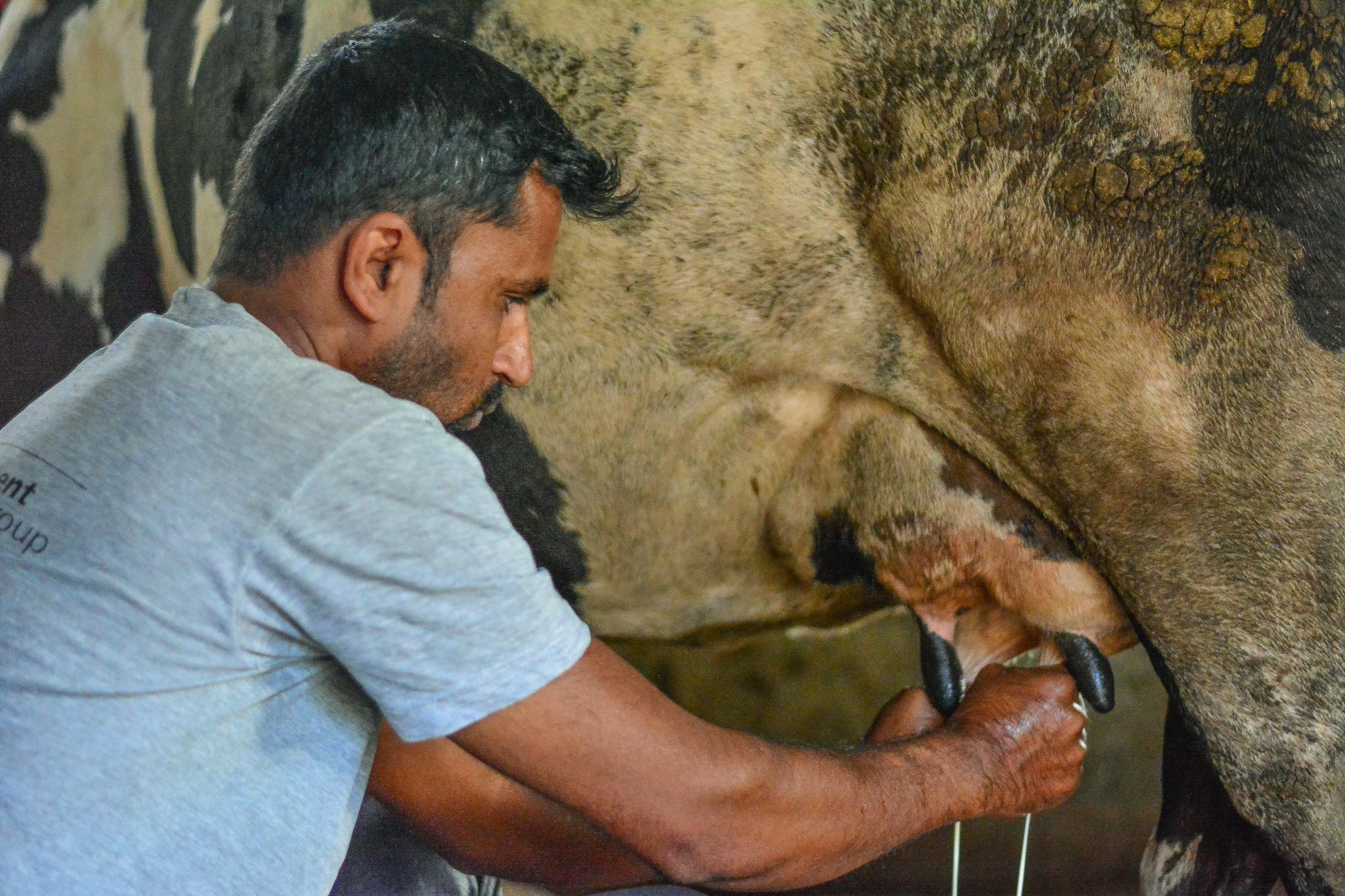 Swamy grows sweet potato and fodder at his farm to feed his cow and maintains a very clean environment. He milks his cow every evening around 5:30PM and takes this to the dairy.